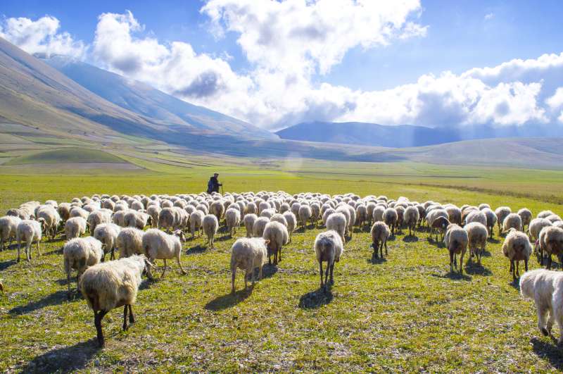 De goede Herder kent de Zijnen